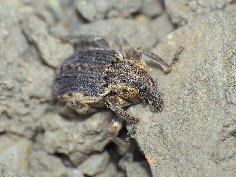 Brachypera zoilus (Scopoli, 1763)